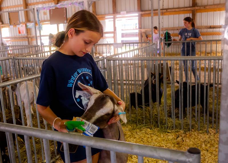 4-H Livestock Genesee County Fair