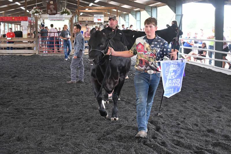 Genesee County Fair 4-H beef show