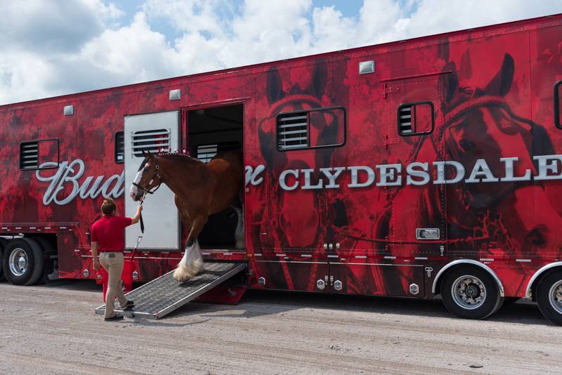 clydesdales at Batavia Downs