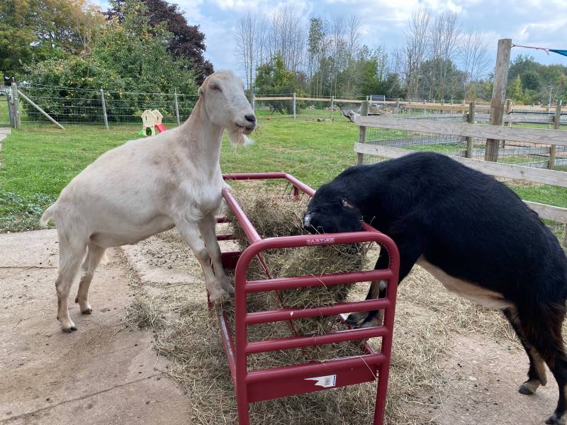 Feeding goats at farm