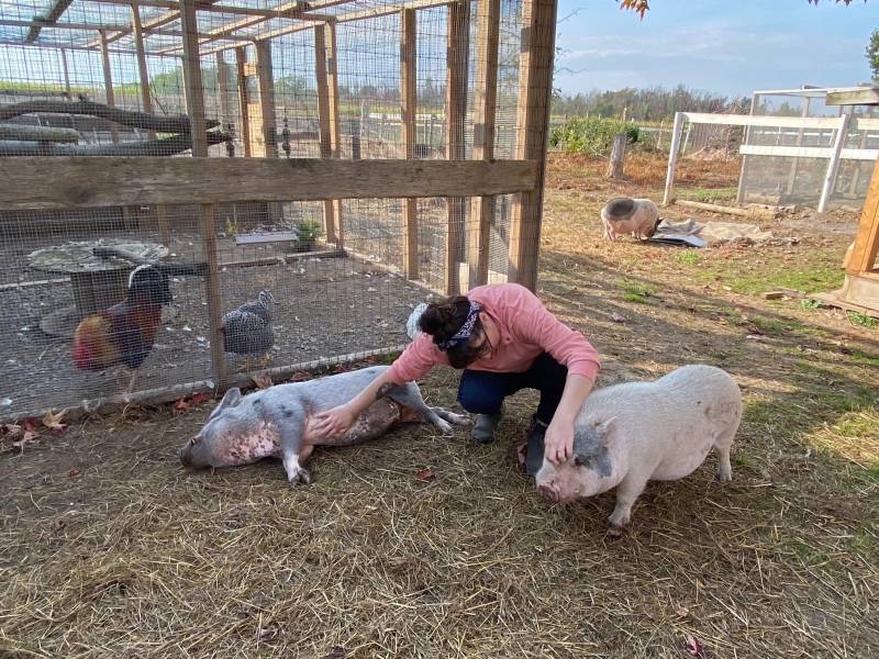 Pigs at farm