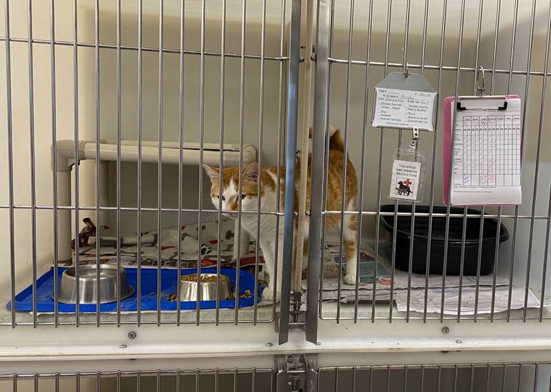 genesee county animal shelter