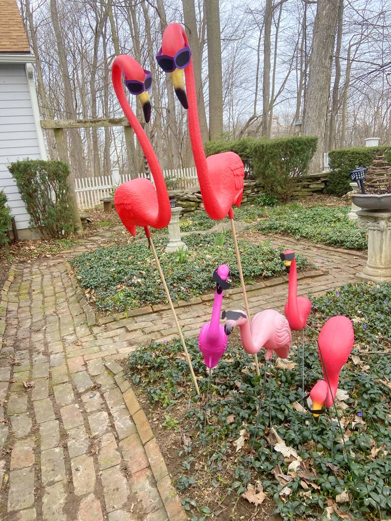 pink flamincos