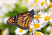 stockfresh_2718788_monarch-butterfly-on-flower_sizexs1_0.jpg