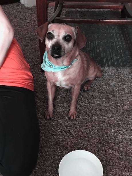 Lost dog found running with little canine buddy on West Main Street near Settler's | The Batavian Lost dog found running with little canine buddy on West Main Street near Settler's | The Batavian