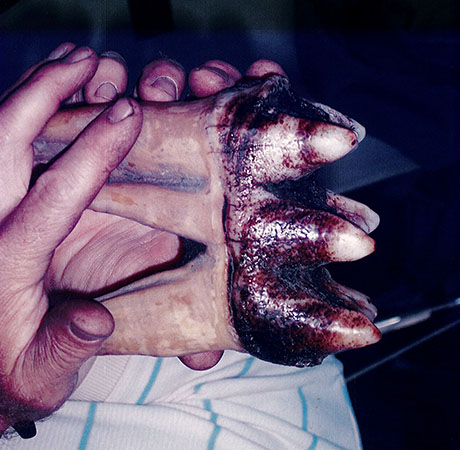 mastedon_tooth.jpg