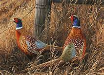 pheasants.jpg
