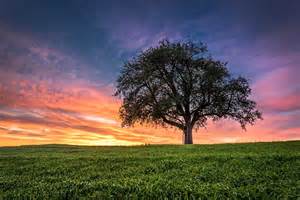 tree.jpg