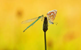 butterflydragonfly.jpg