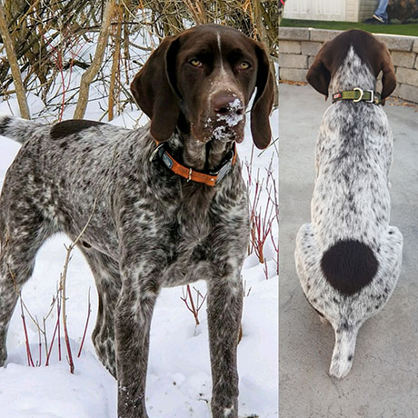lost german shorthaired pointer