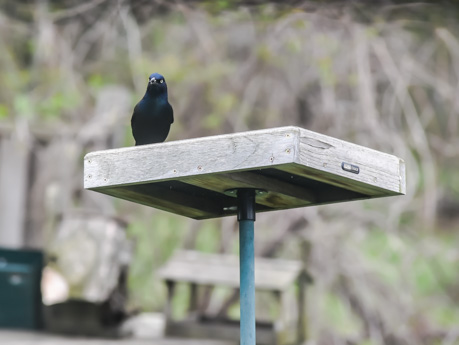 gracklemay202022.jpg