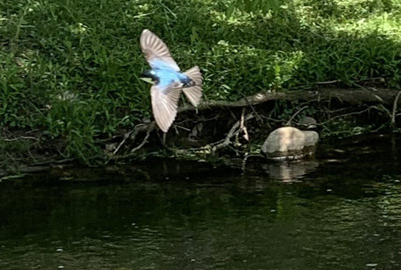 tree swallow at godfrey's pond