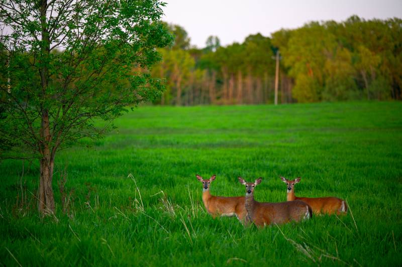 oakfield deer