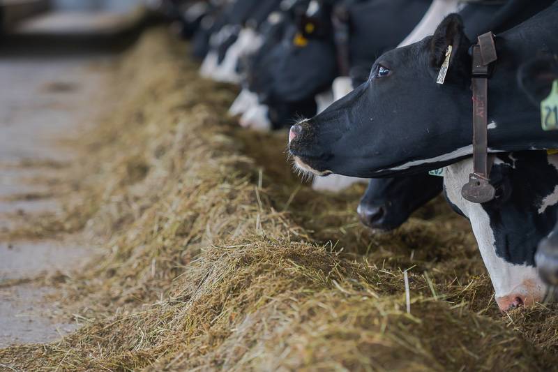 Chuck Schumer Har-Go Dairy Farm Bill 2023