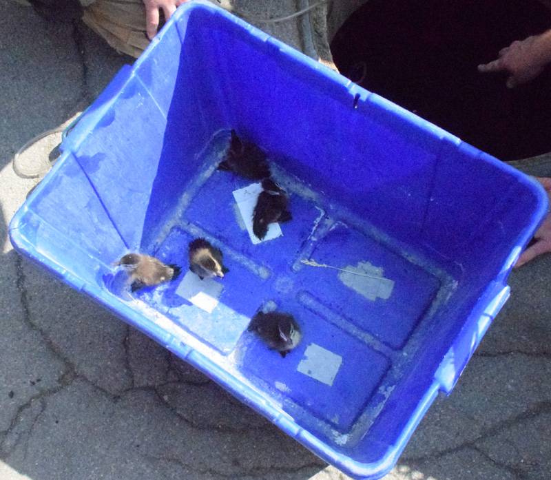 ducklings rescued