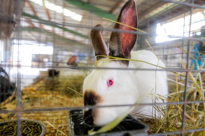 4-H Livestock Genesee County Fair