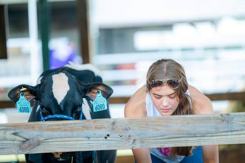 4-H Livestock Genesee County Fair