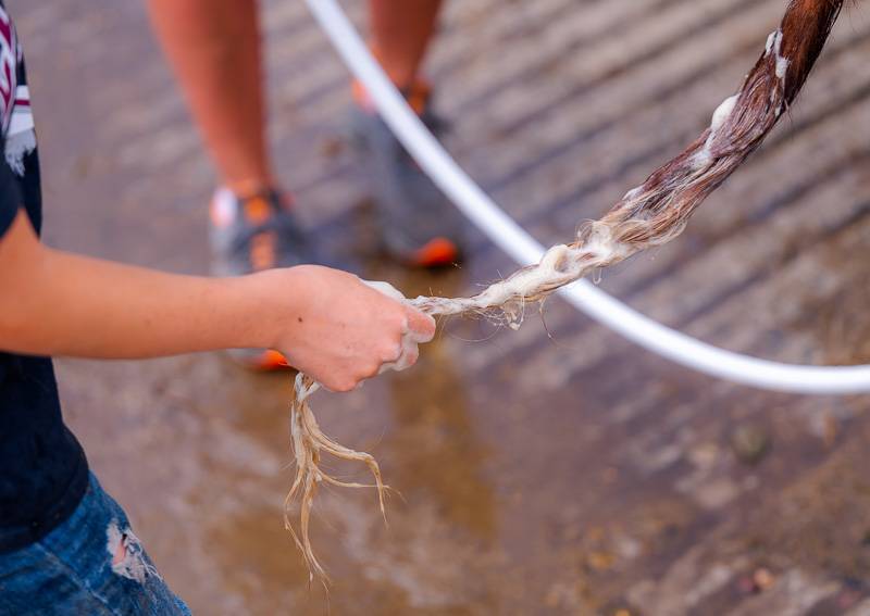 4-H Livestock Genesee County Fair