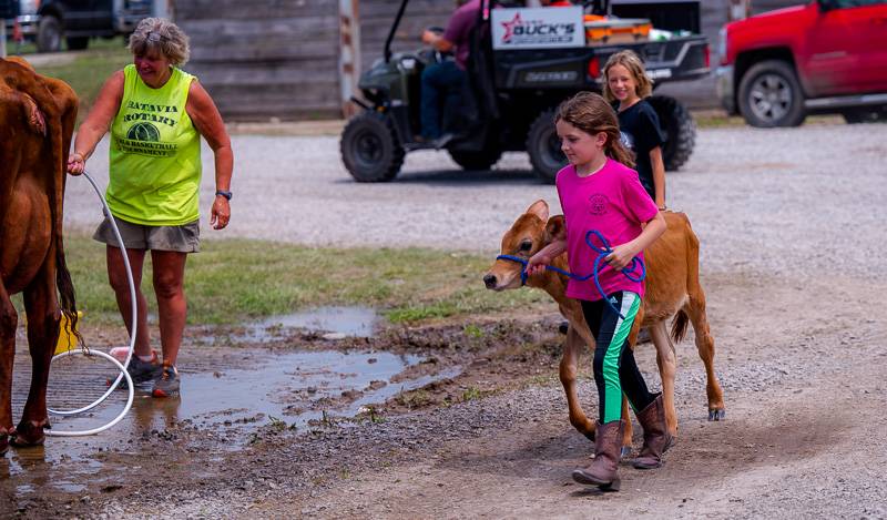 4-H Livestock Genesee County Fair