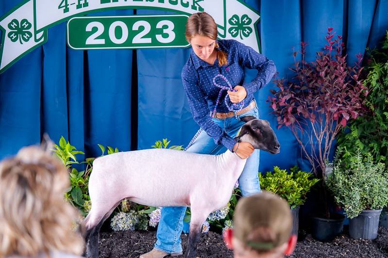 4-H Livestock Genesee County Fair