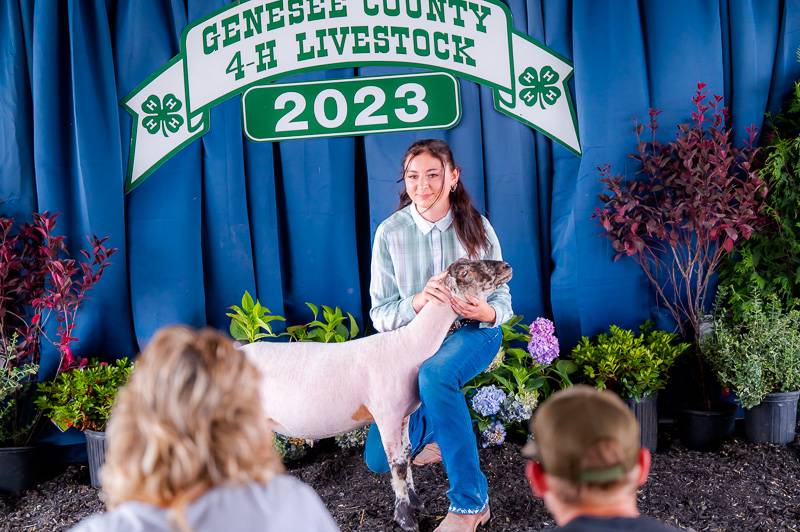 4-H Livestock Genesee County Fair