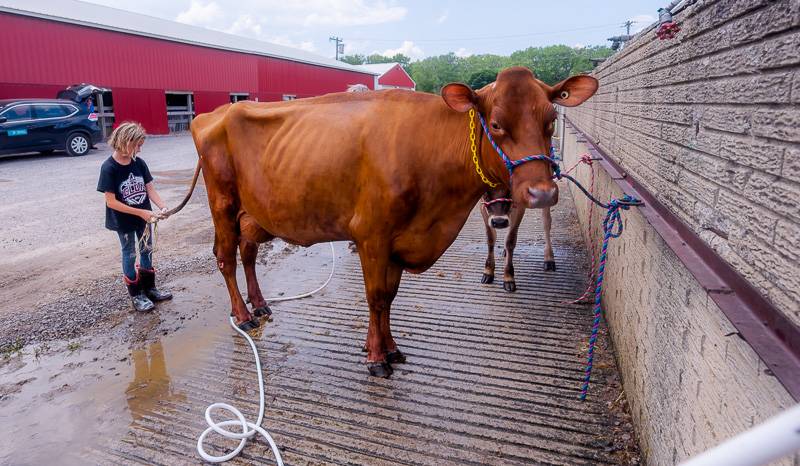 4-H Livestock Genesee County Fair