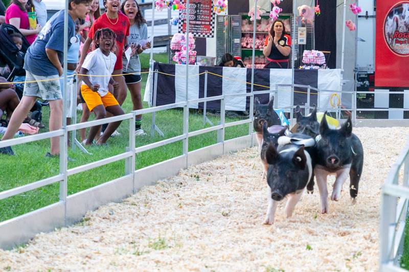 Pig Races are always a fun family event to watch and bet to see who wins at the fair.  Photo by Steve Ognibene