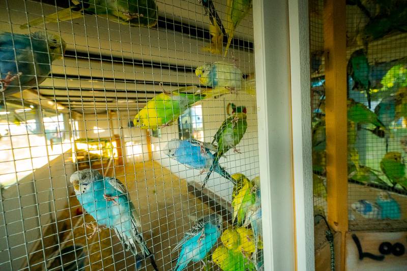 bird at genesee county fair