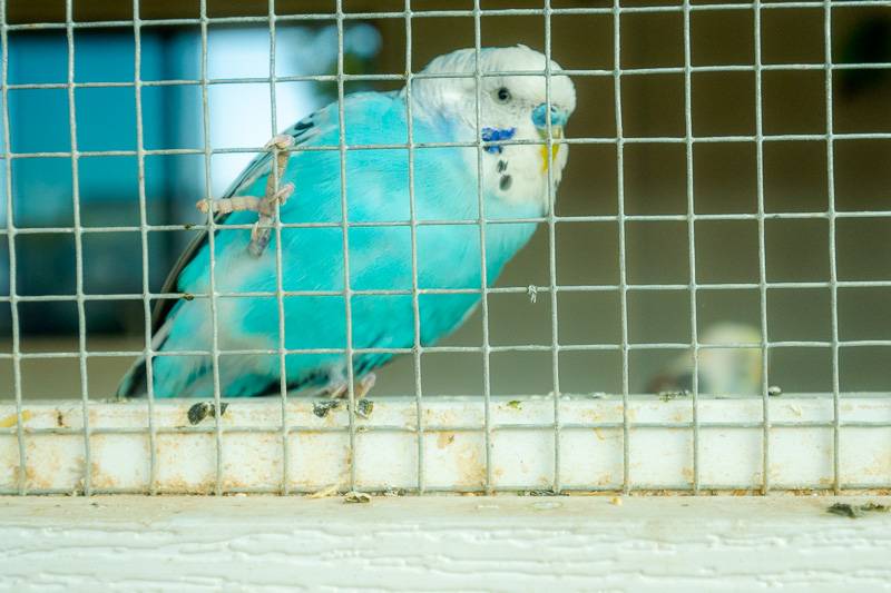 bird at genesee county fair