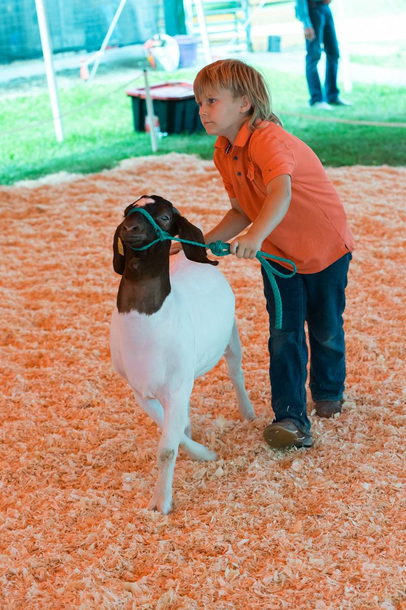 Editor's Note: The Batavian has a booth at the fair in partnership with WBTA as part of the official Genesee County Fair Media Center. Stop by to say hello and enter our eagle-drawing contest in the Exhibition Building. We are an exhibitor and are providing coverage of the fair all week long as a proud supporter of the county fair, 4-H and the dedicated volunteers of the Ag Society.   If you appreciate our fair coverage, as well as all of our coverage of Genesee County, you can help us continue news coverag