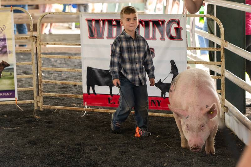 Editor's Note: The Batavian has a booth at the fair in partnership with WBTA as part of the official Genesee County Fair Media Center. Stop by to say hello and enter our eagle-drawing contest in the Exhibition Building. We are an exhibitor and are providing coverage of the fair all week long as a proud supporter of the county fair, 4-H and the dedicated volunteers of the Ag Society. If you appreciate our fair coverage, as well as all of our coverage of Genesee County, you can help us continue news coverag
