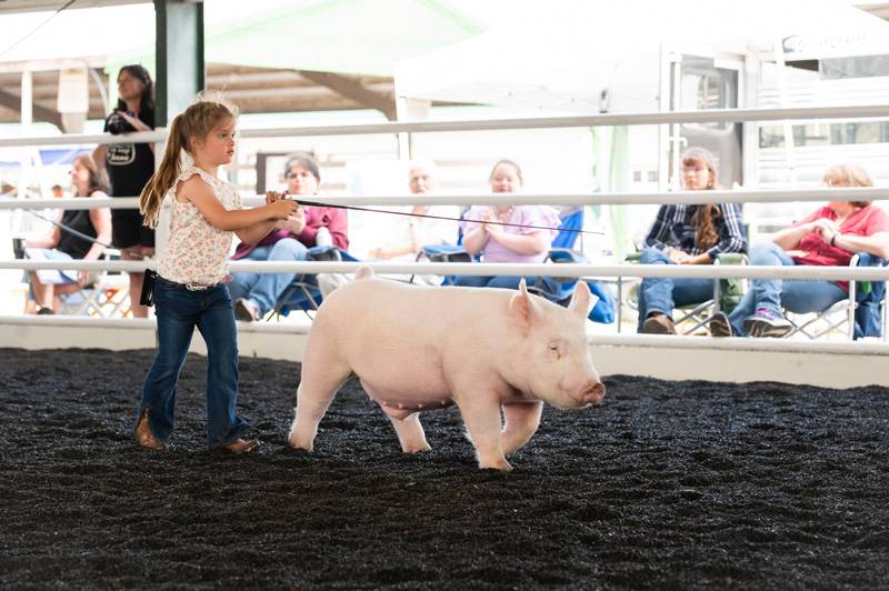 Genesee County Fair 4-h livestock