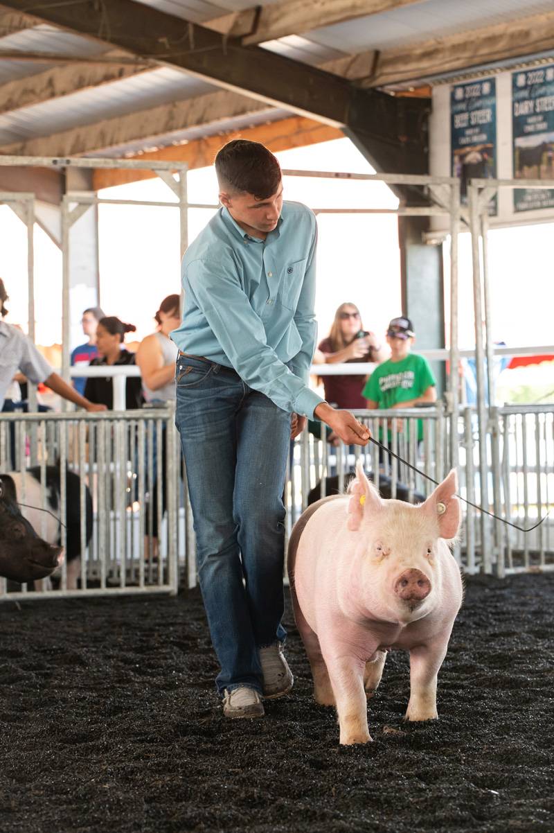 Genesee County Fair 4-h livestock