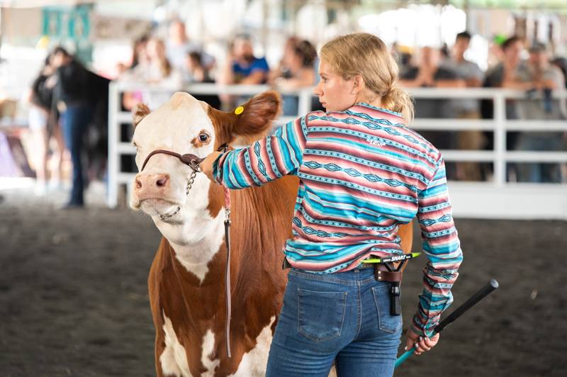 Genesee County Fair 4-h livestock