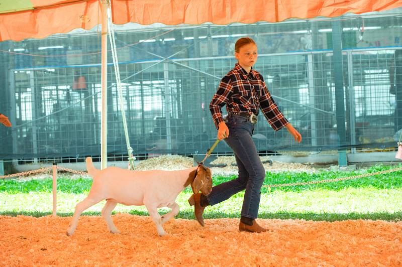 Editor's Note: The Batavian has a booth at the fair in partnership with WBTA as part of the official Genesee County Fair Media Center. Stop by to say hello and enter our eagle-drawing contest in the Exhibition Building. We are an exhibitor and are providing coverage of the fair all week long as a proud supporter of the county fair, 4-H and the dedicated volunteers of the Ag Society. If you appreciate our fair coverage, as well as all of our coverage of Genesee County, you can help us continue news coverag