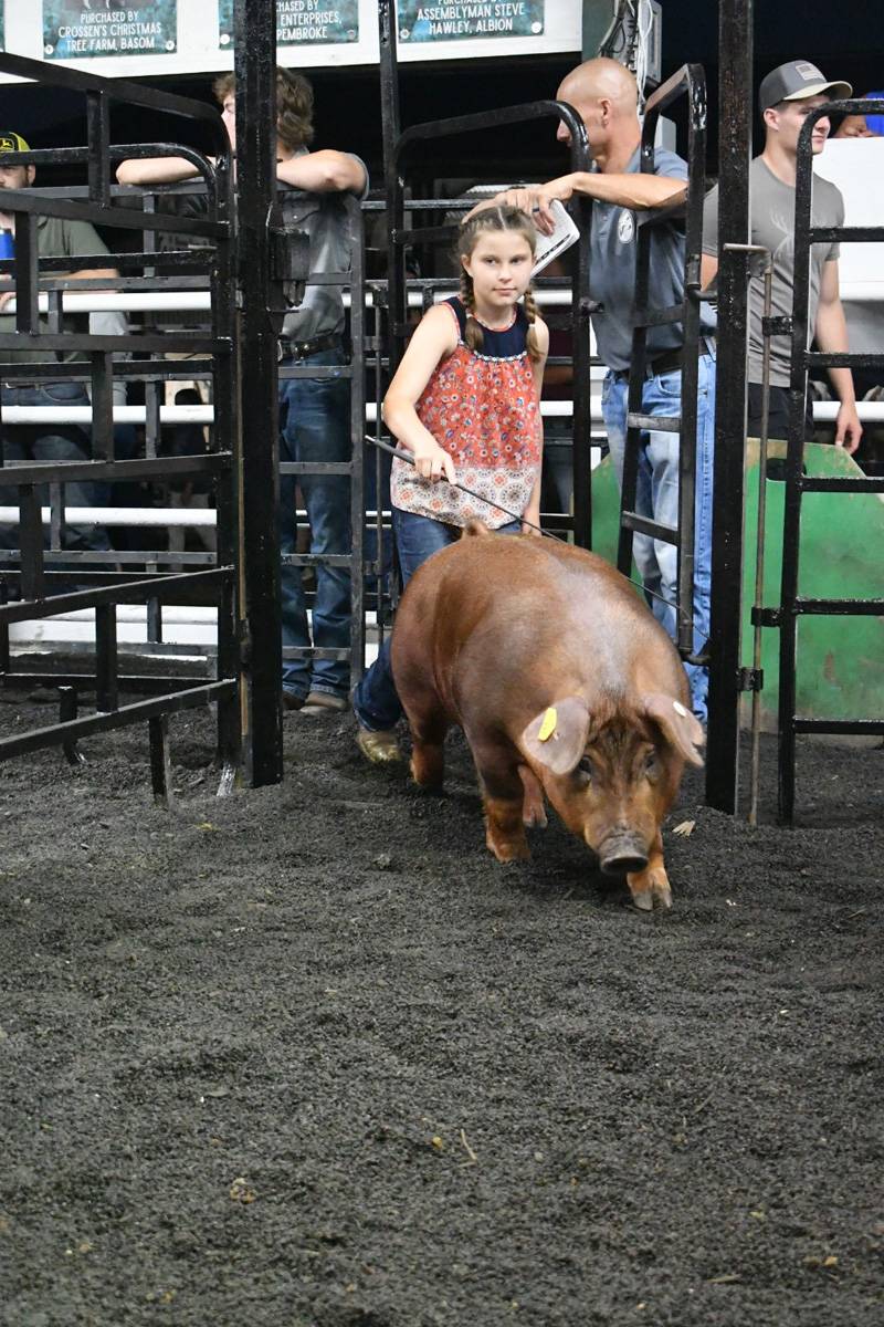 4-h livestock auction genesee county fair