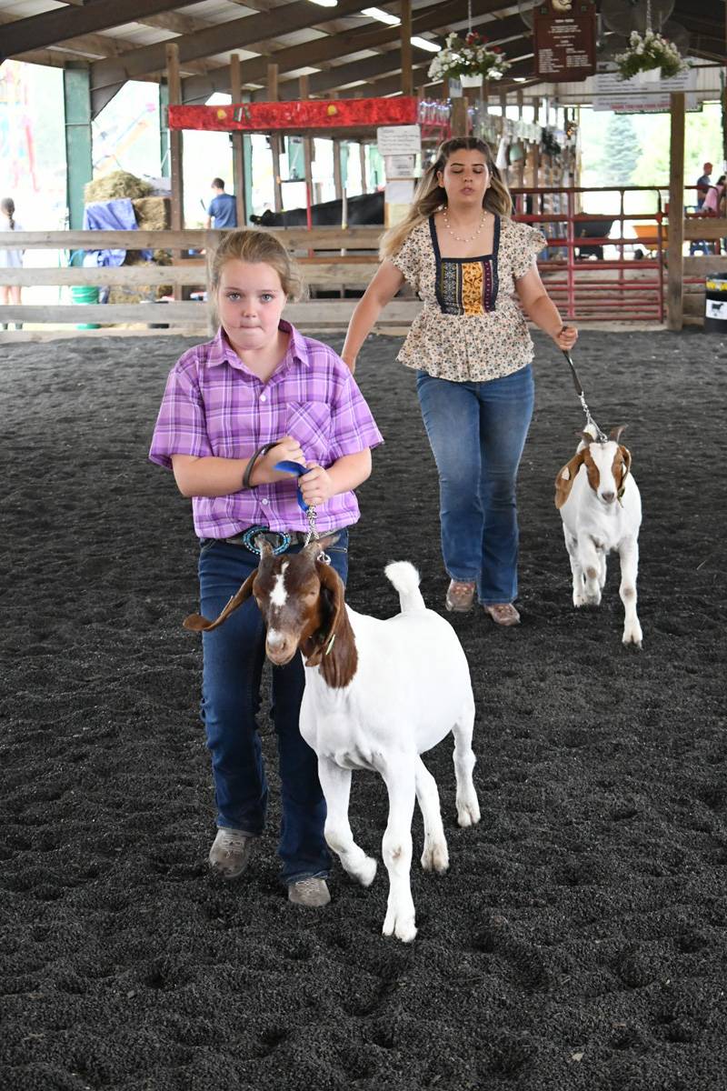 genesee county fair 4-h goat show