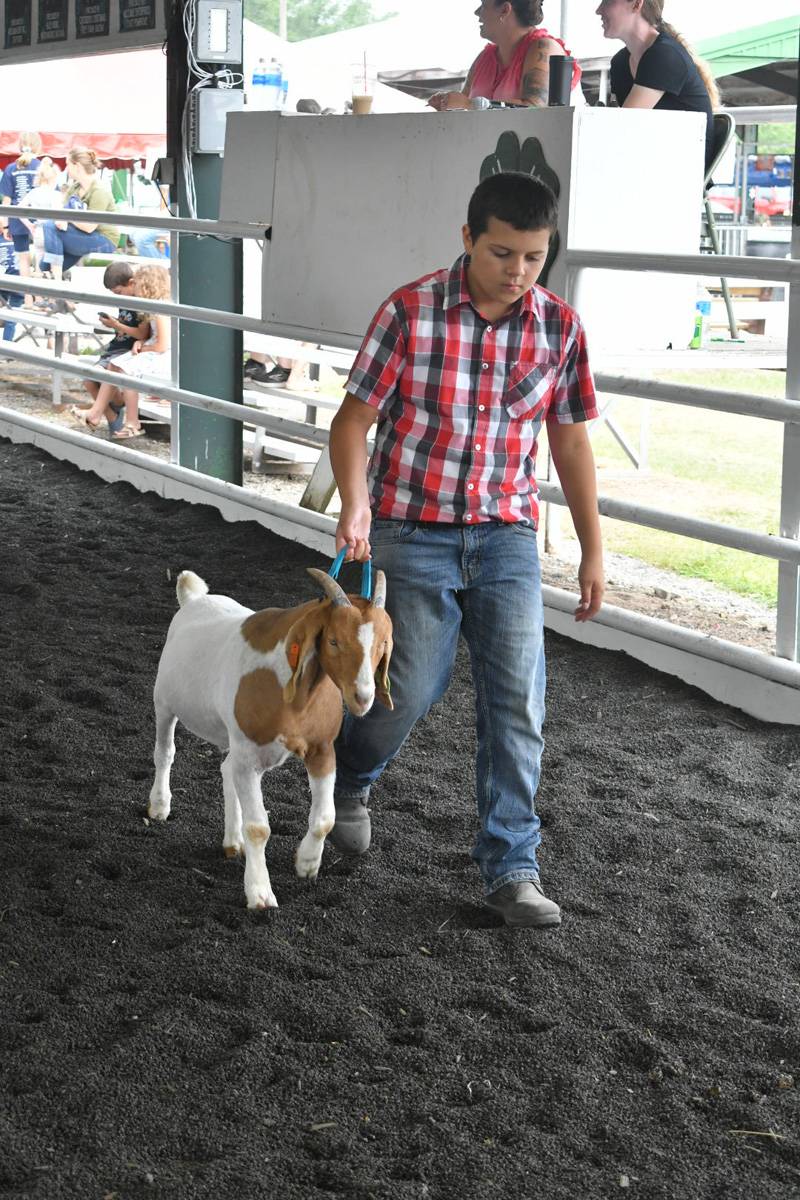 genesee county fair 4-h goat show