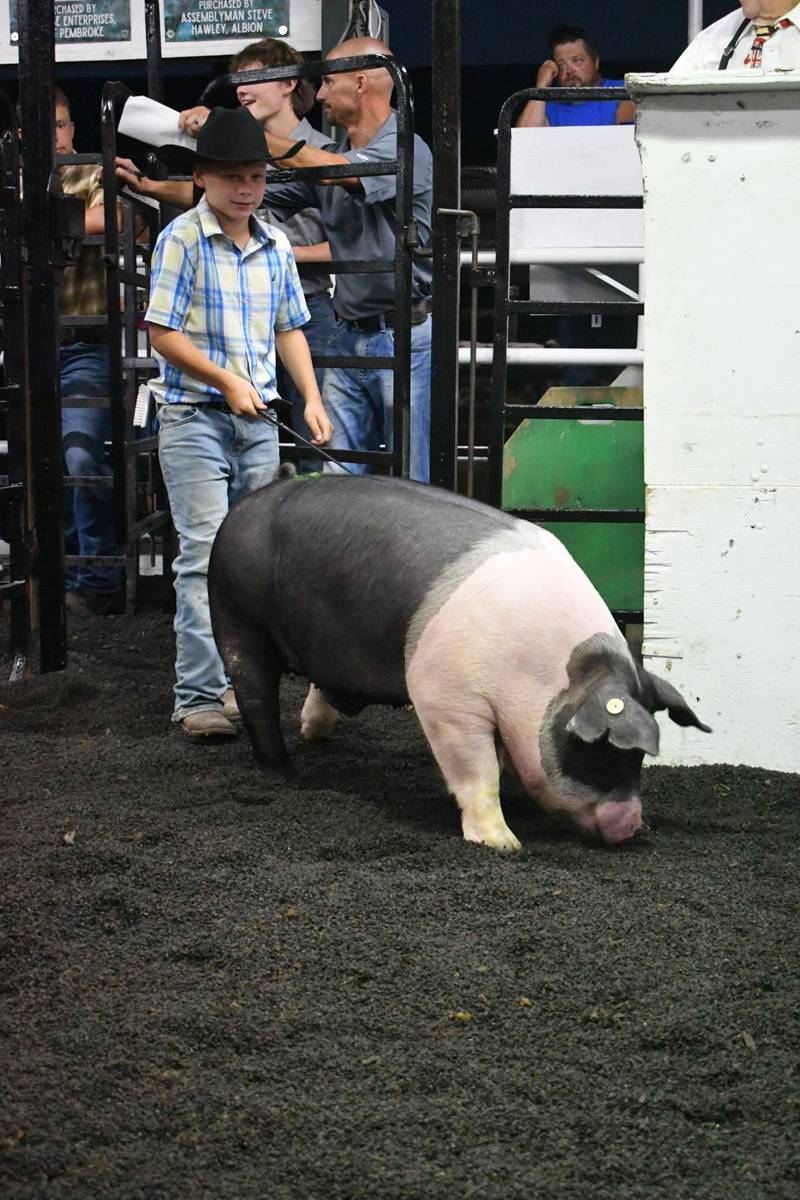 4-h livestock auction genesee county fair