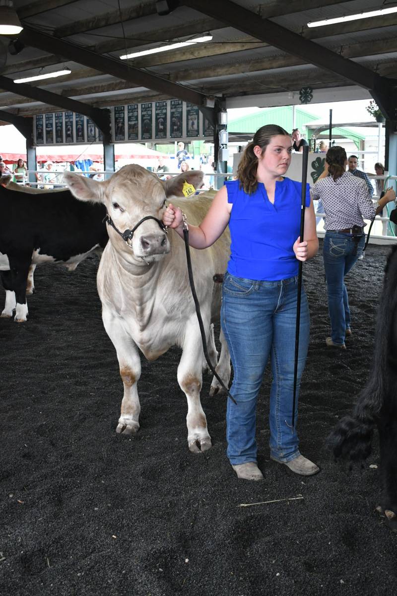 Genesee County Fair 4-H beef show