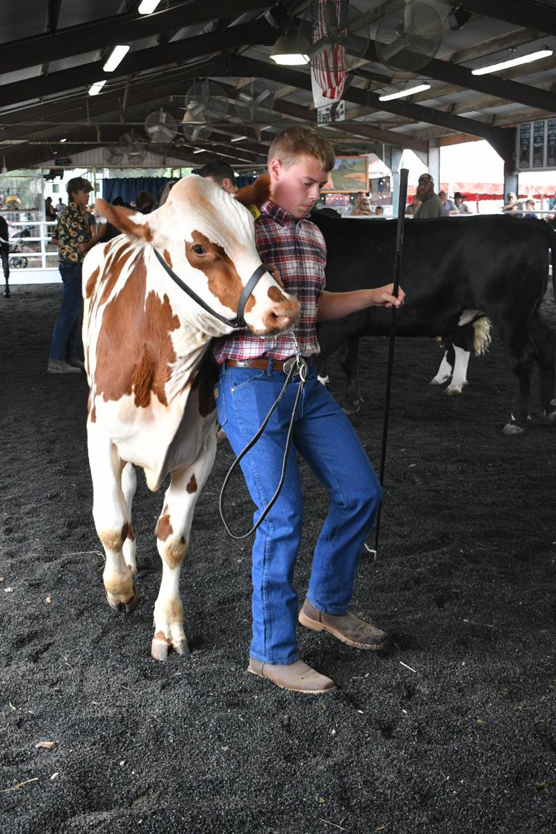 Genesee County Fair 4-H beef show