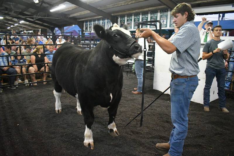 4-h livestock auction genesee county fair