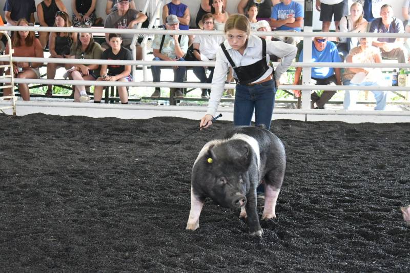 Genesee County Fair 4-h hog show