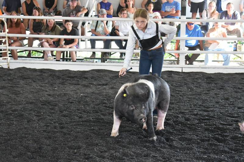 Genesee County Fair 4-h hog show