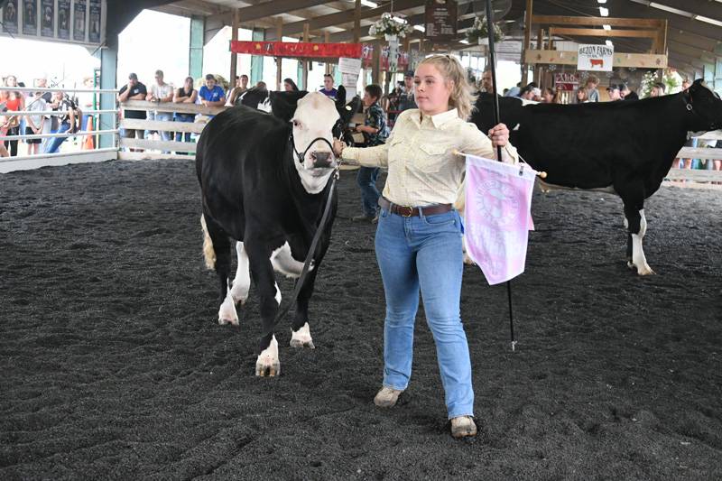 Genesee County Fair 4-H beef show