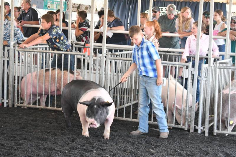Genesee County Fair 4-h hog show