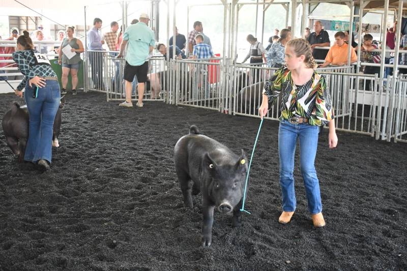 Genesee County Fair 4-h hog show