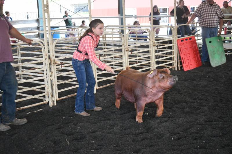 Genesee county fair 4-h