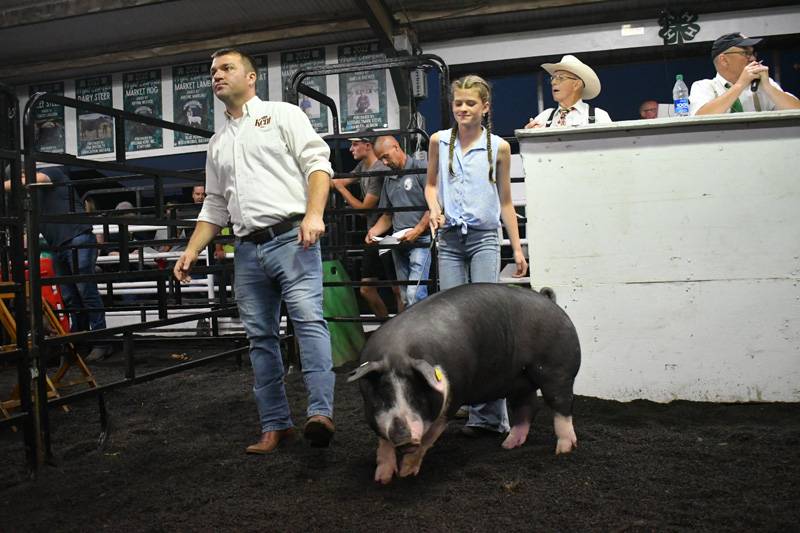4-h livestock auction genesee county fair