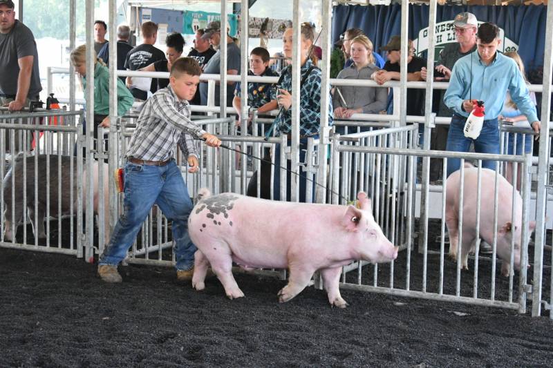 Genesee County Fair 4-h hog show